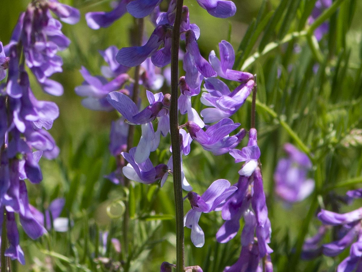 Blüten nah